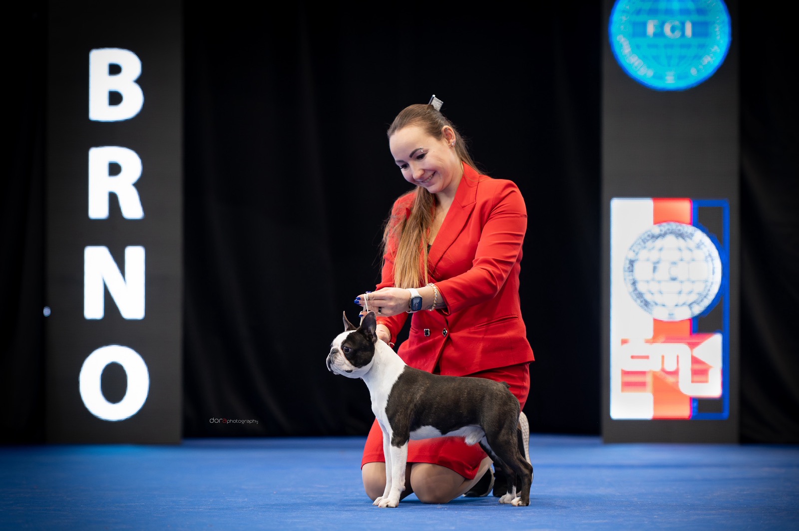 Boston Terrier puppy Aryna from Litter A - AT Team Kennel
